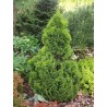 Rietumu tūja ,,Miky,, /thuja occidentalis/ - C2,5 kont. - 20-30cm.