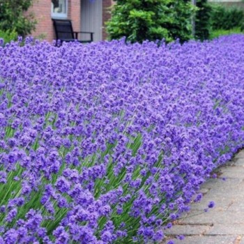 Lavanda šaurlapu...