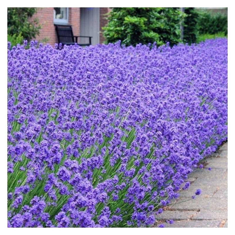 Lavanda šaurlapu ,,Munstead,, /lavandula angustifolia/ - P9 kont.