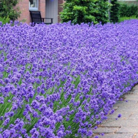 Lavanda šaurlapu ,,Munstead,, /lavandula angustifolia/ - P9 kont.