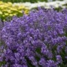 Lavanda šaurlapu ,,Munstead,, /lavandula angustifolia/ - P9 kont.