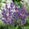 Lavanda šaurlapu ,,Munstead,, /lavandula angustifolia/ - P9 kont.