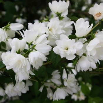 Filadelfs, parastais ,,Snowbelle,,/Philadelphus coronarius/- C2 kont.