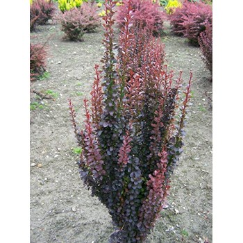 Tunberga bārbele “Red Rocket” /berberis thunbergii/ - P9 kont.