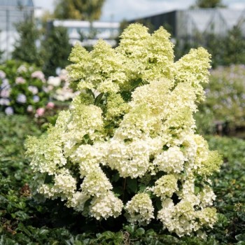 Hortenzija, skarainā ,,Magical Lime Sparkle,, /Hydrangea paniculata/ - C3 kont.