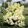 Skarainā hortenzija ,,Magical Lime Sparkle,, /Hydrangea paniculata/ - C3 kont.