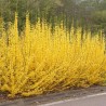 Forsītija, vidējā "Minigold”/Forsythia x intermedia/ - C3 kont.