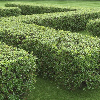 Klintene spožā /Cotoneaster...