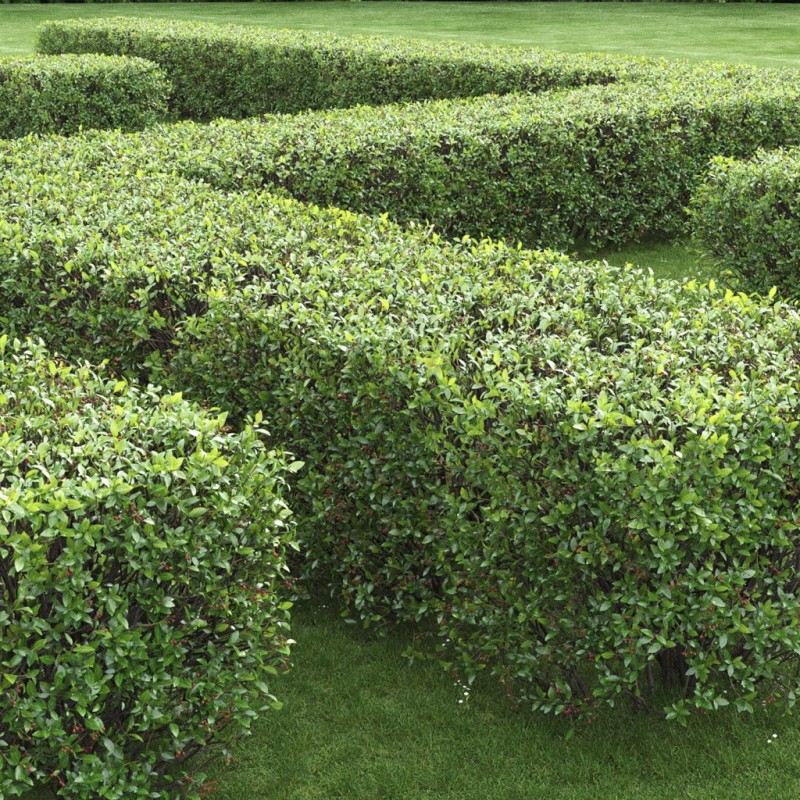 Klintene spožā /Cotoneaster lucidus/ Kailsakņu stāds 40-70cm. - REZERVĒŠANA VAIRS NAV IESPĒJAMA