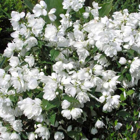 Filadelfs, parastais ,,Snowbelle,,/Philadelphus coronarius/- C2 kont.