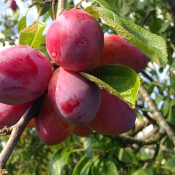 Plūme, mājas ,,Viktorija,, /prunus domestica/ (vidēji agrā) - 120-160cm