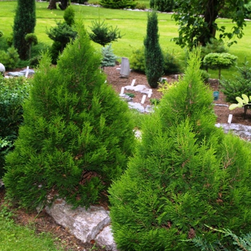 Tūja, rietumu ,,Miky,, /thuja occidentalis/ - C2,5 kont. - 20-30cm.