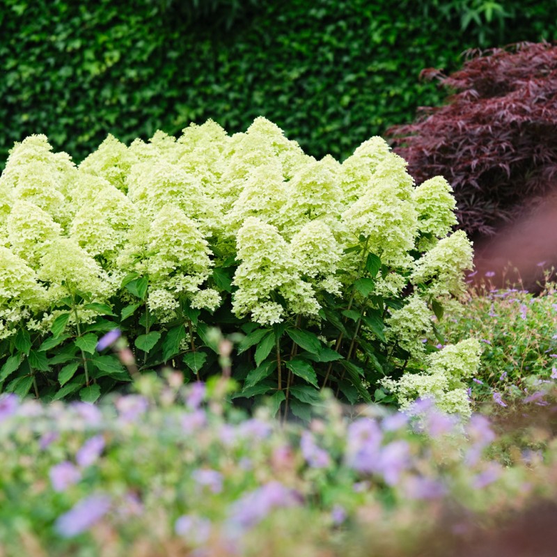 Skarainā hortenzija ,,Magical Lime Sparkle,, /Hydrangea paniculata/ - C3 kont.