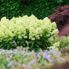 Hortenzija, skarainā ,,Magical Lime Sparkle,, /Hydrangea paniculata/ - C3 kont.