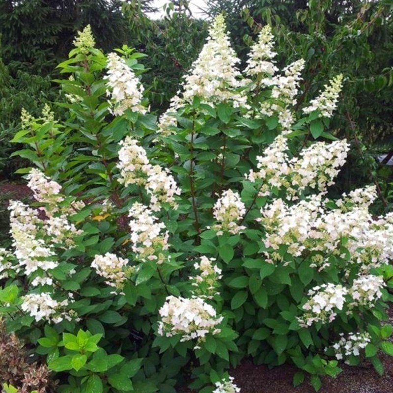 Hortenzija, skarainā ,,Pee Wee,, /Hydrangea paniculata/ - C10 kont.