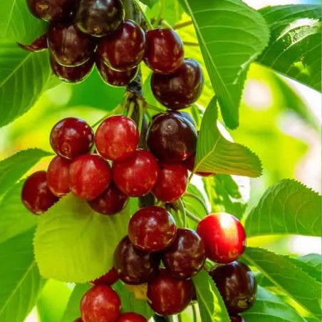 Ķirsis, saldais ,,Sweetheart,, /prunus avium/ (vidēji vēlais) - 140-180cm