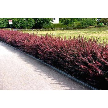 Tunberga bārbele ,,Atropurpurea,,. Kailsakņu stāds - 60-80cm