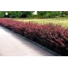 Tunberga bārbele ,,Atropurpurea,,. Kailsakņu stāds - 60-80cm