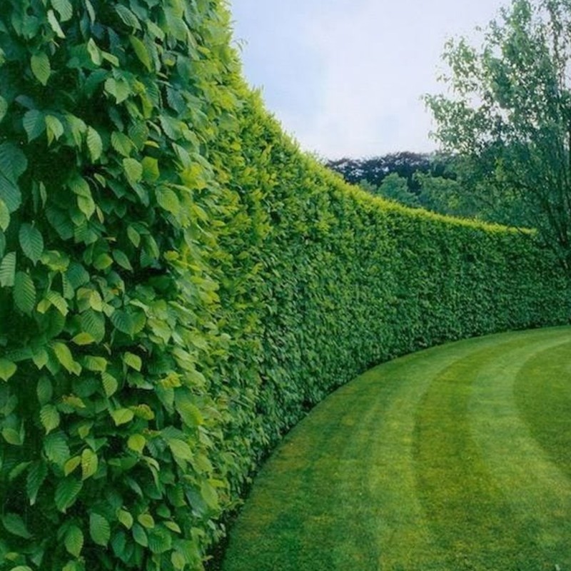 Skabārdis parastais /Carpinus betulus/ Kailsakņu stāds 125-150cm. - REZERVĒŠANA VAIRS NAV IESPĒJAMA