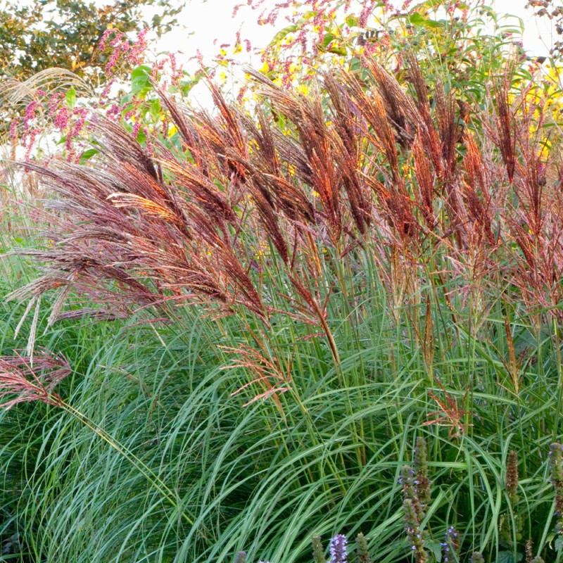 Miskante, Ķīnas 'Red Chief' /Miscanthus sin./ - P9 kont.