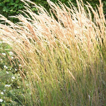 Ciesa, asmatu 'Karl Foerster' /Calamagrostis acut./ - C2 kont.