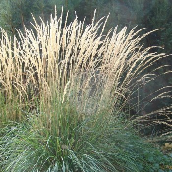 Ciesa, asmatu 'Karl Foerster' /Calamagrostis acut./ - C2 kont.