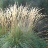 Ciesa, asmatu 'Karl Foerster' /Calamagrostis acut./ - C2 kont.