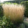 Ciesa, asmatu 'Karl Foerster' /Calamagrostis acut./ - C2 kont.