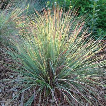 Andropogone, sukveida 'Standing Ovation' /Schizachyrium scoparium/ - P12 kont.