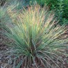 Andropogone, sukveida 'Standing Ovation' /Schizachyrium scoparium/ - P12 kont.