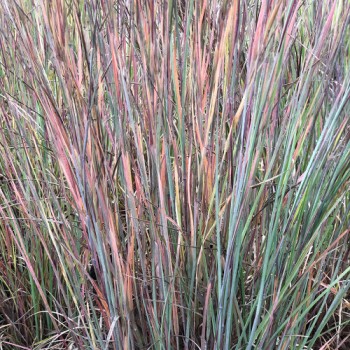 Andropogone, sukveida 'Standing Ovation' /Schizachyrium scoparium/ - P12 kont.