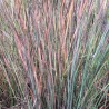 Andropogone, sukveida 'Standing Ovation' /Schizachyrium scoparium/ - P12 kont.