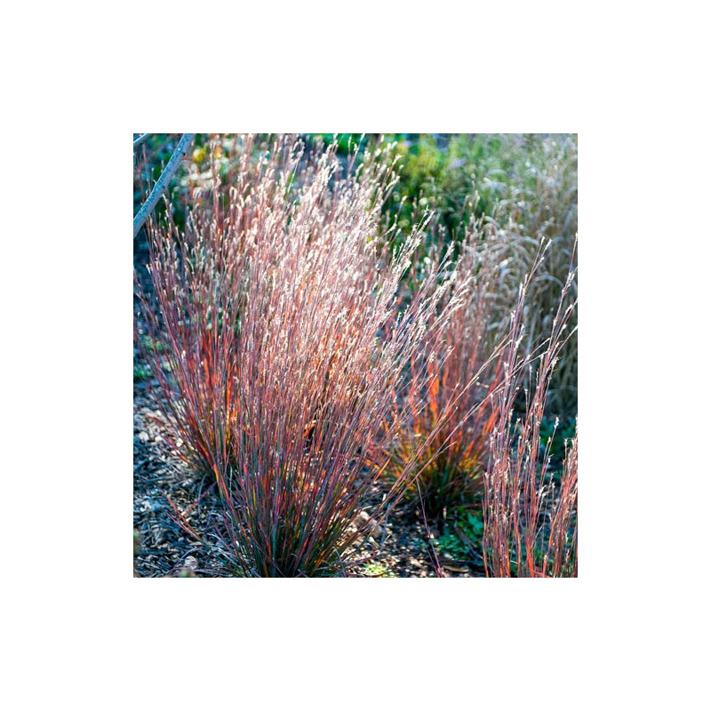 Andropogone, sukveida 'Standing Ovation' /Schizachyrium scoparium/ - P12 kont.