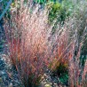 Andropogone, sukveida 'Standing Ovation' /Schizachyrium scoparium/ - P12 kont.