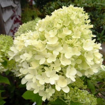 Hortenzija, skarainā ,,Candlelight,, /Hydrangea paniculata/ - C15 kont.