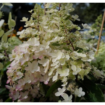 Hortenzija, skarainā ,,Candlelight,, /Hydrangea paniculata/ - C15 kont.