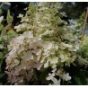 Skarainā hortenzija ,,Candlelight,, /Hydrangea paniculata/ - C15 kont.