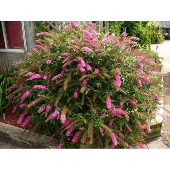 Budleja, Dāvida,, Pink Delight,,/Buddleja davidii/- C2 kont.