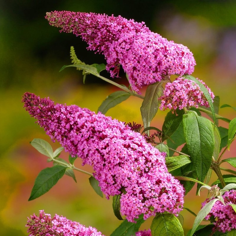 Budleja, Dāvida,, Pink Delight,,/Buddleja davidii/- C2 kont.