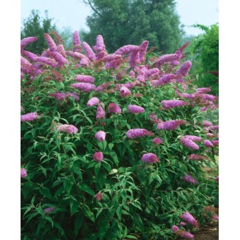 Budleja, Dāvida,, Pink Delight,,/Buddleja davidii/- C2 kont.