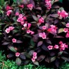 Krāšņā veigela ,,Minor Black,,/Weigela florida/- C2 kont.