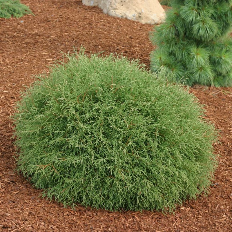 Rietumu tūja 'Mr Bowling Ball'/Thuja occidentalis/ - C10 kont. - 40cm.