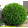 Rietumu tūja ,,Globosa,,/Thuja occidentalis/ - C5 kont. - 40-50cm.