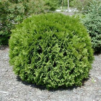 Rietumu tūja ,,Woodwardii,,/Thuja occidentalis/ - C5 kont.- 50cm.