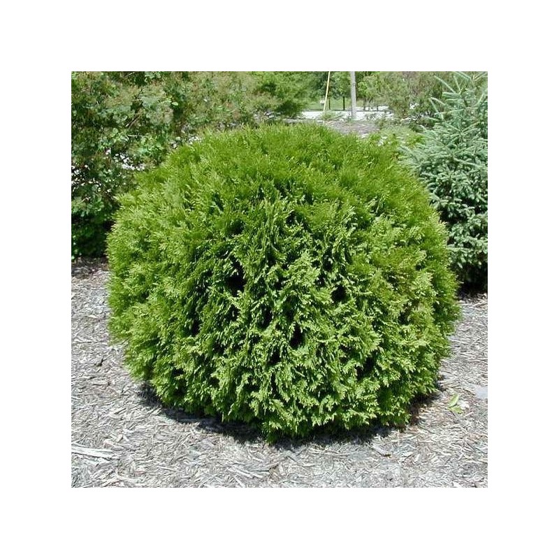 Rietumu tūja ,,Woodwardii,,/Thuja occidentalis/ - C5 kont.- 50cm.