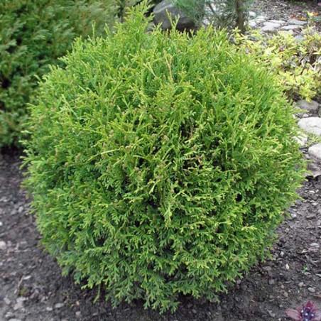 Rietumu tūja ,,Little Gem,,/Thuja occidentalis/ - C5 kont. - 20cm.