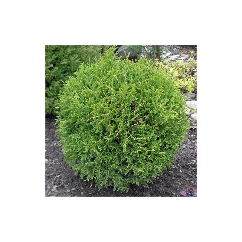 Tūja, rietumu ,,Little Giant,, /Thuja occidentalis/ - C2,5 kont.- 30cm.