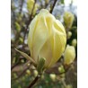 Magnolija 'Yellow Lantern' /Magnolia/ 100-125cm, C7,5 kont.