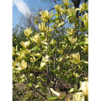 Magnolija 'Yellow Lantern' /Magnolia/ 100-125cm, C7,5 kont.