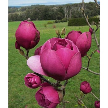 Magnolija 'Black Tulip' /Magnolia/ - C5 kont.